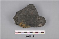 藏品(樹葉化石)的圖片